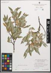 Foto von Salix glaucosericea Flod.